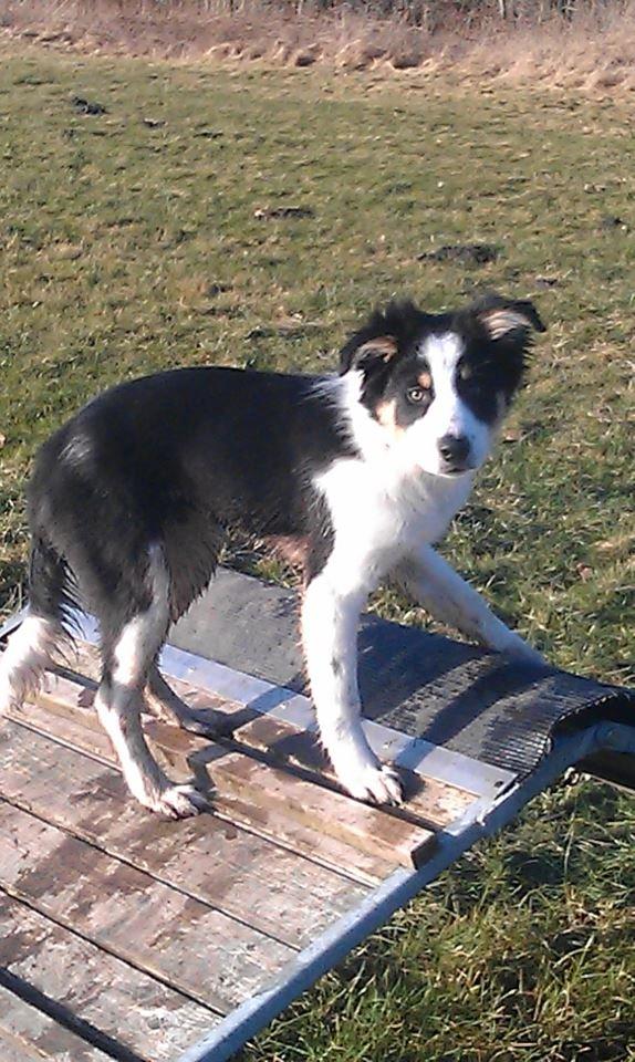 Border collie Kiwi - Kiwi på et spring brat :P billede 19