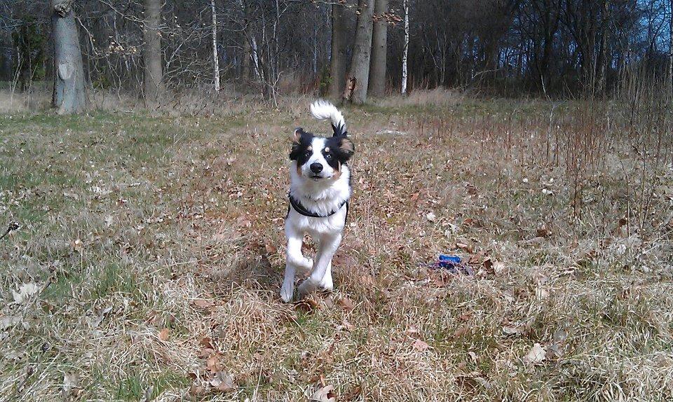 Border collie Kiwi - Kiwi i fulde fart :D billede 20
