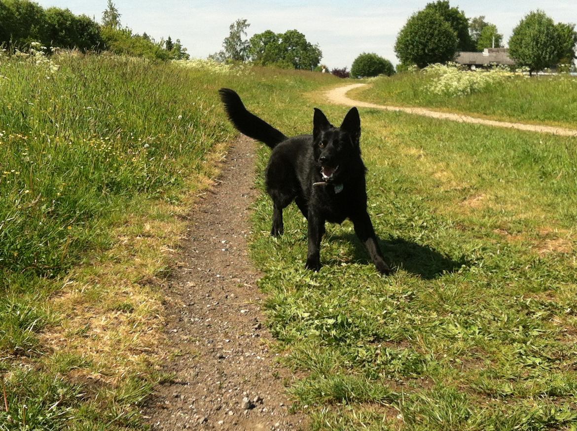 Schæferhund Nelly *AKA* Terroristen. billede 22