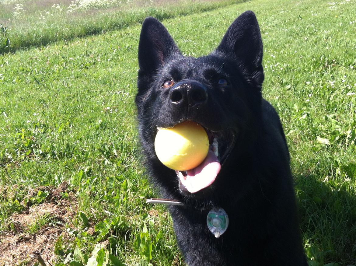 Schæferhund Nelly *AKA* Terroristen. - bold-mongol:)
6-8 måneder gammel. billede 25