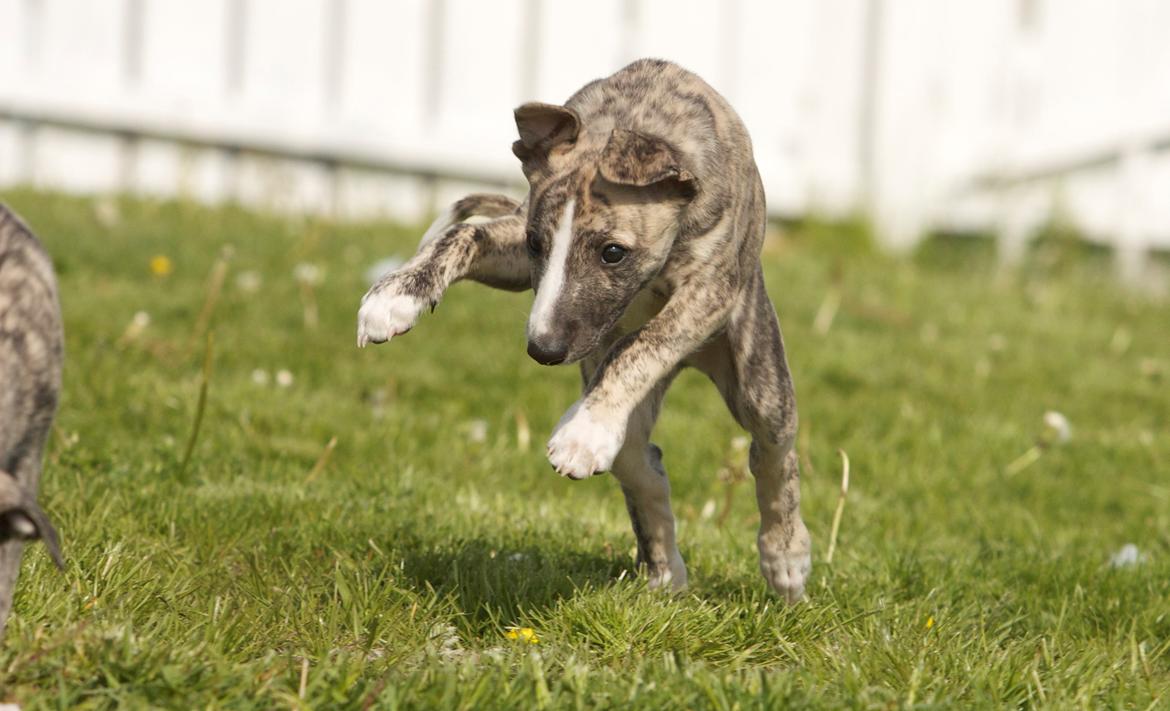 Whippet Benjamin - Mai 2012 billede 3