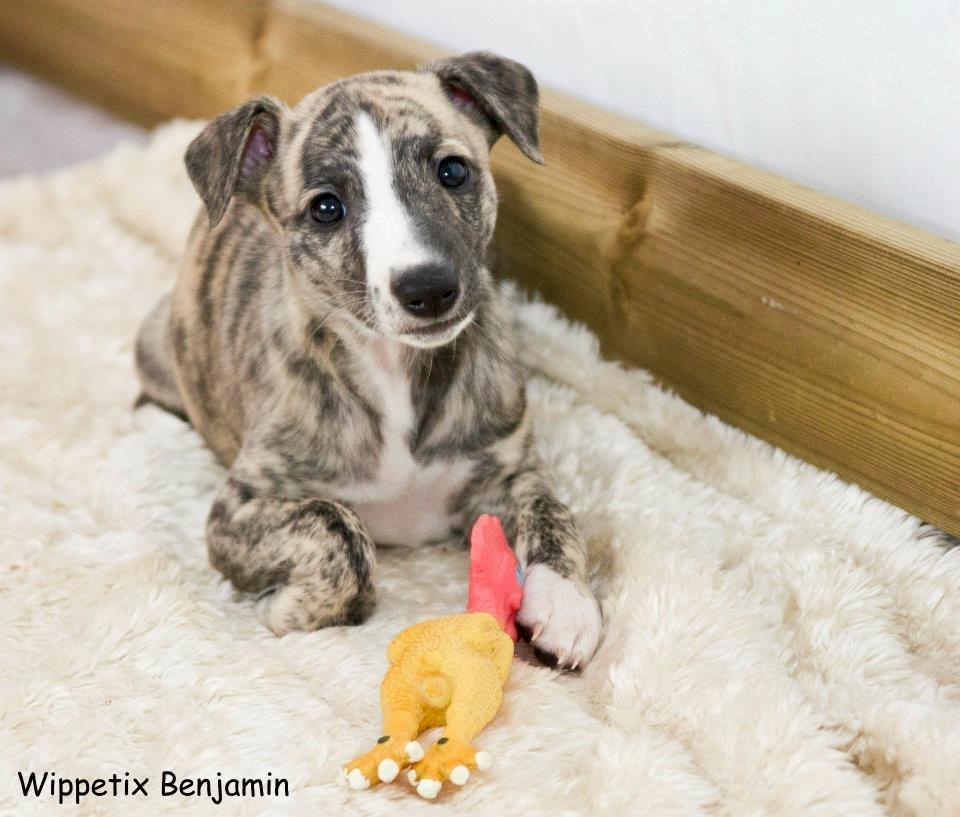 Whippet Benjamin - Mai 2012 billede 2