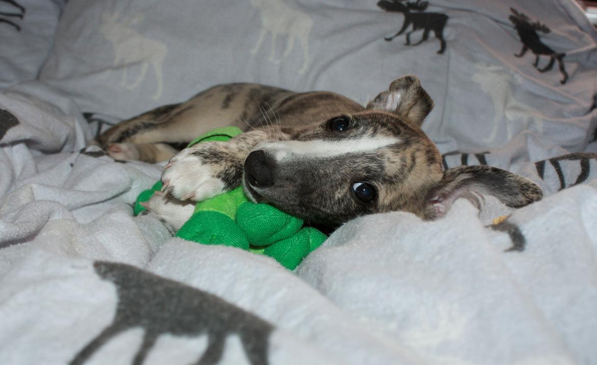 Whippet Benjamin - Juni 2012 billede 4