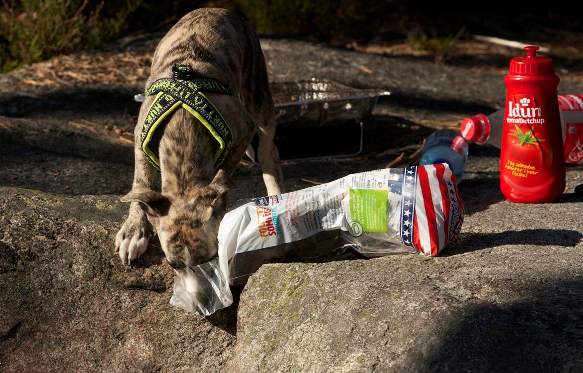 Whippet Benjamin - Juni 2012 billede 6