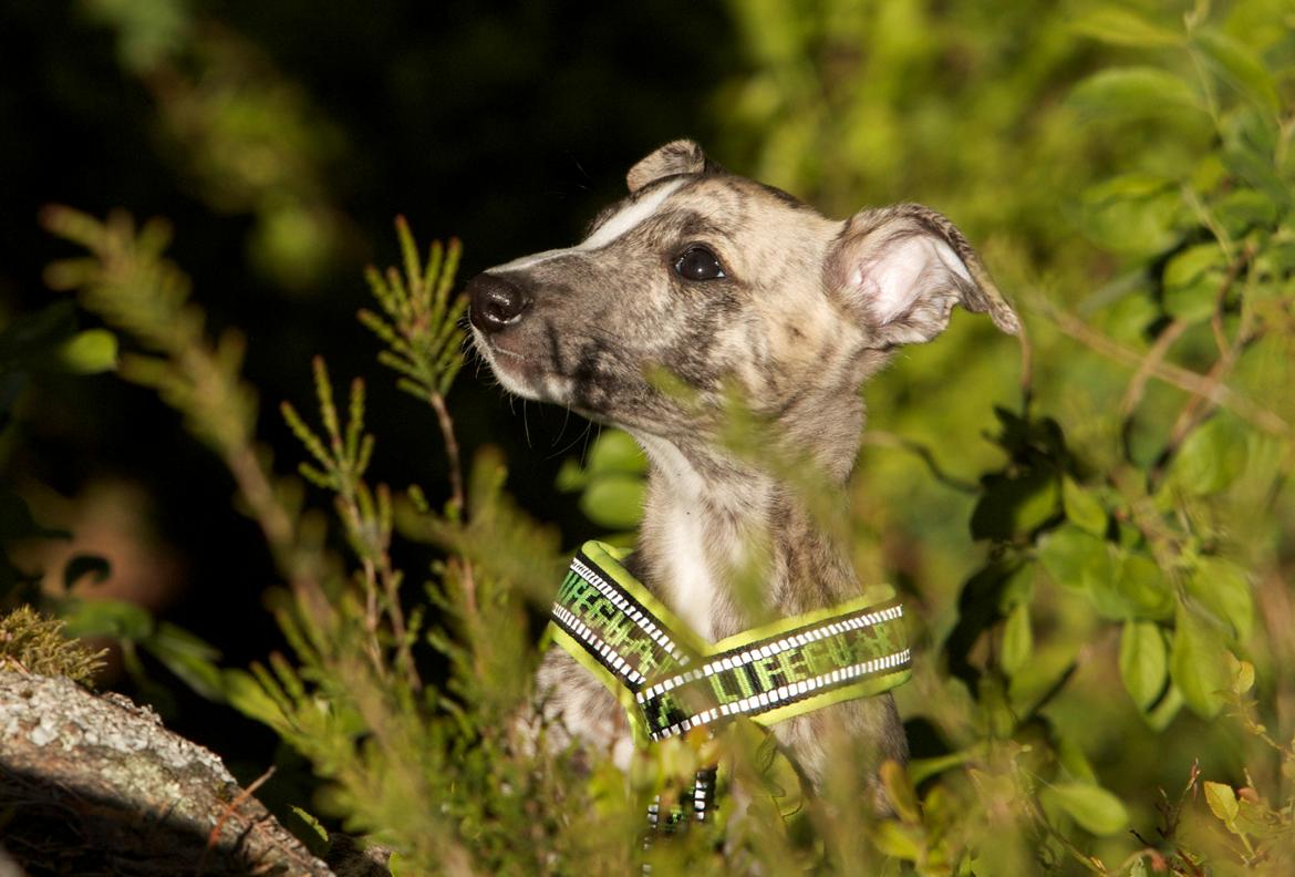 Whippet Benjamin - Juni 2012 billede 7