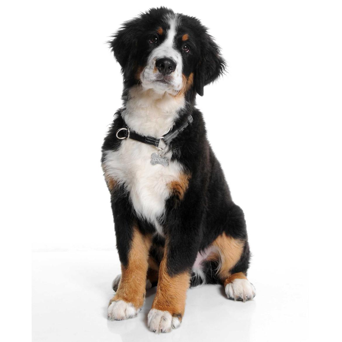 Berner sennenhund Cooper billede 1