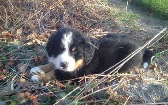 Berner sennenhund Cooper billede 13