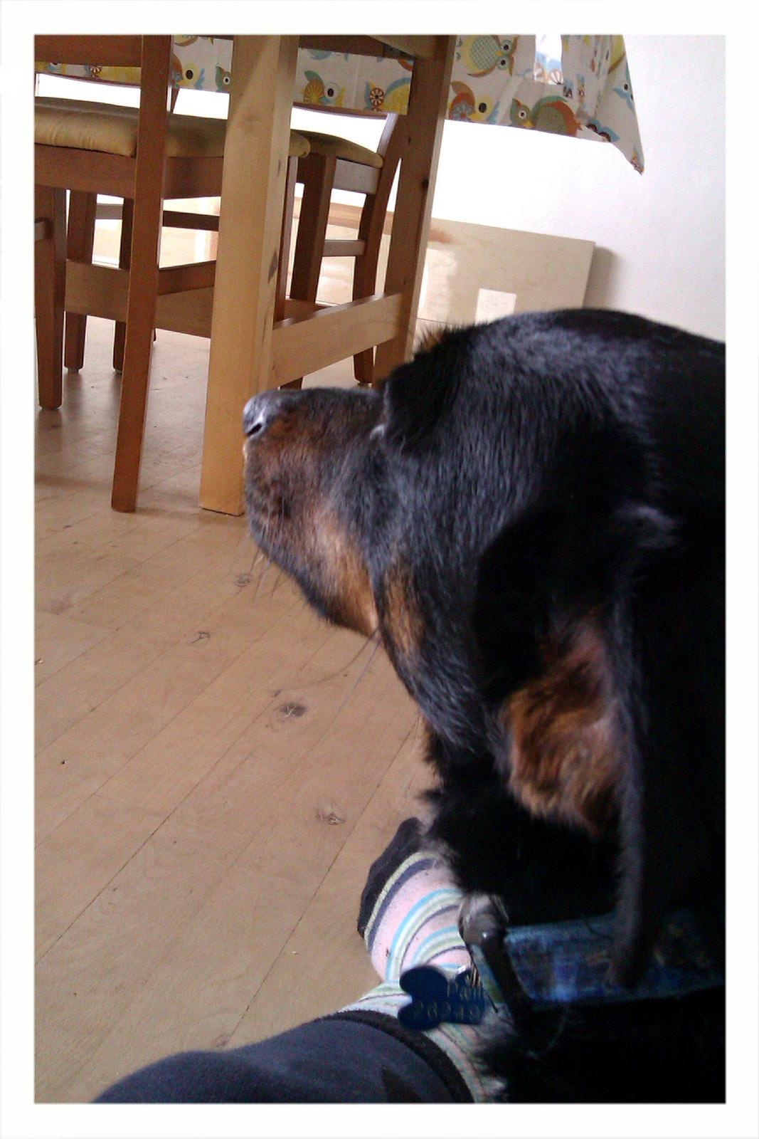 Dansk svensk gaardhund Pælle you and me 4 ever - Hov hov duh billede 10