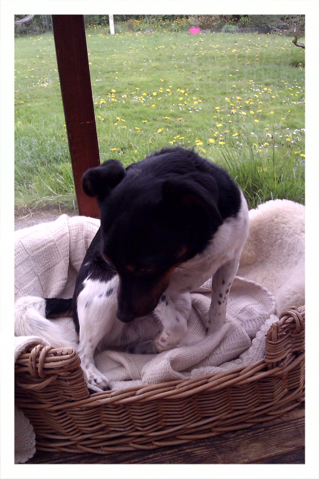 Dansk svensk gaardhund Pælle you and me 4 ever - Er du genert pølse billede 11