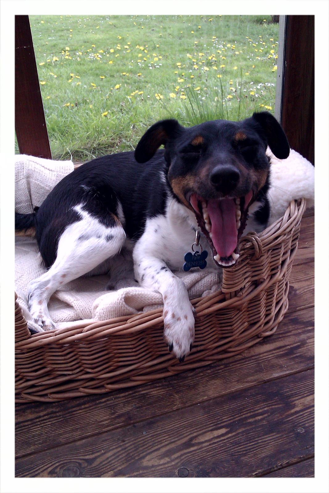 Dansk svensk gaardhund Pælle you and me 4 ever - VVVVVAAAAARRH jeg, en farlig løve vvvvaaaarrrrrhh billede 2