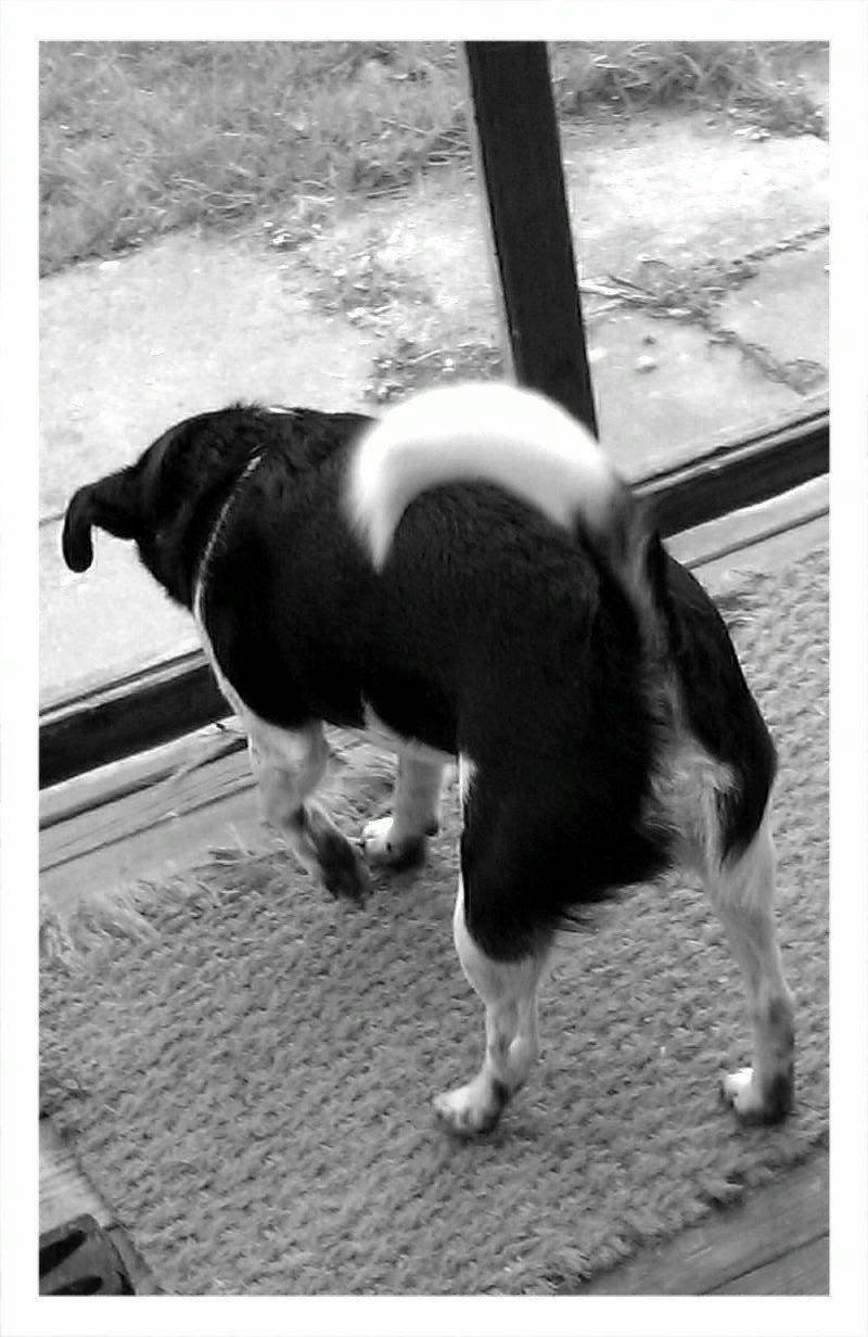 Dansk svensk gaardhund Pælle you and me 4 ever - SNIF SNIF  billede 12