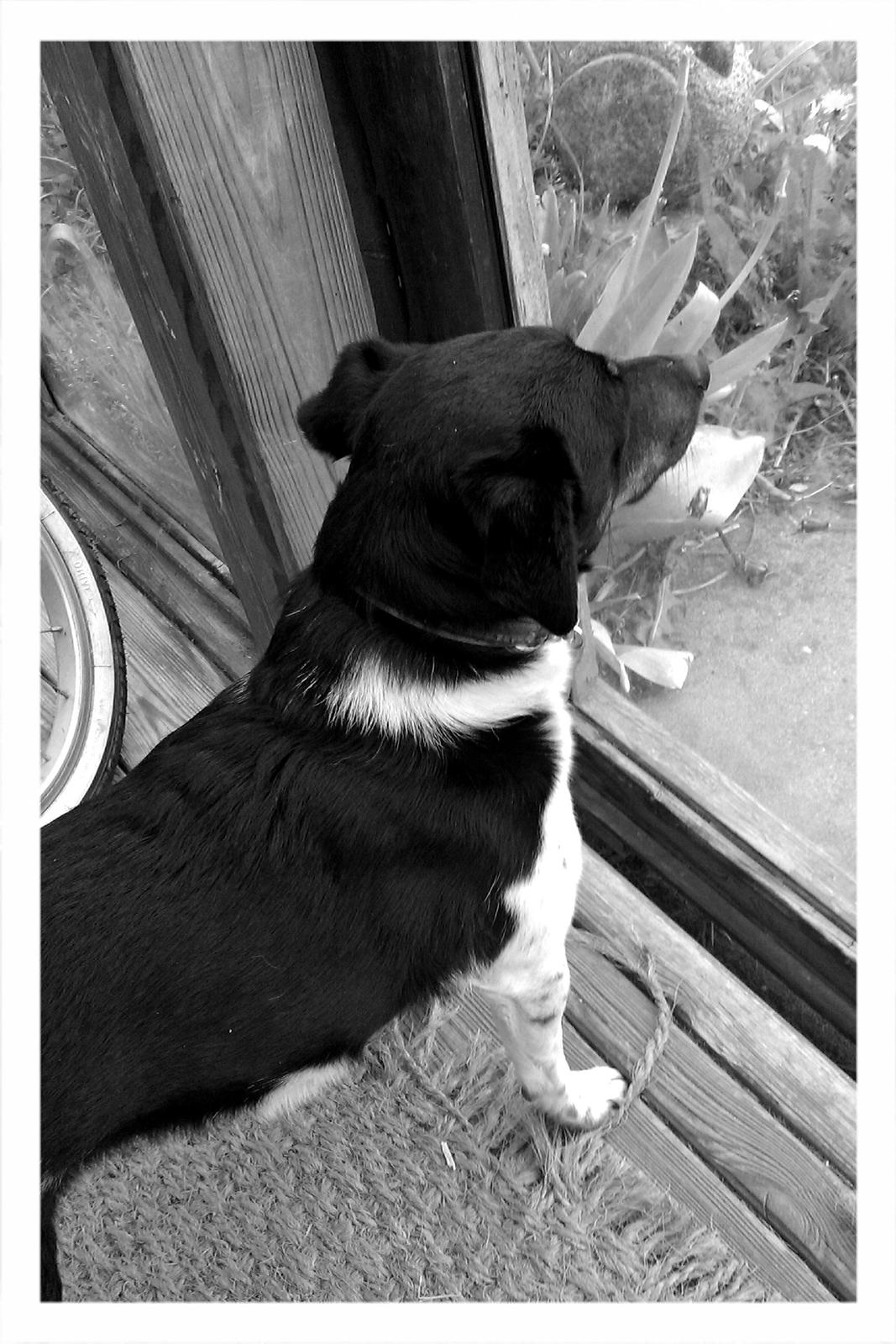 Dansk svensk gaardhund Pælle you and me 4 ever - Må jeg ikke komme ud Maya ?? billede 13