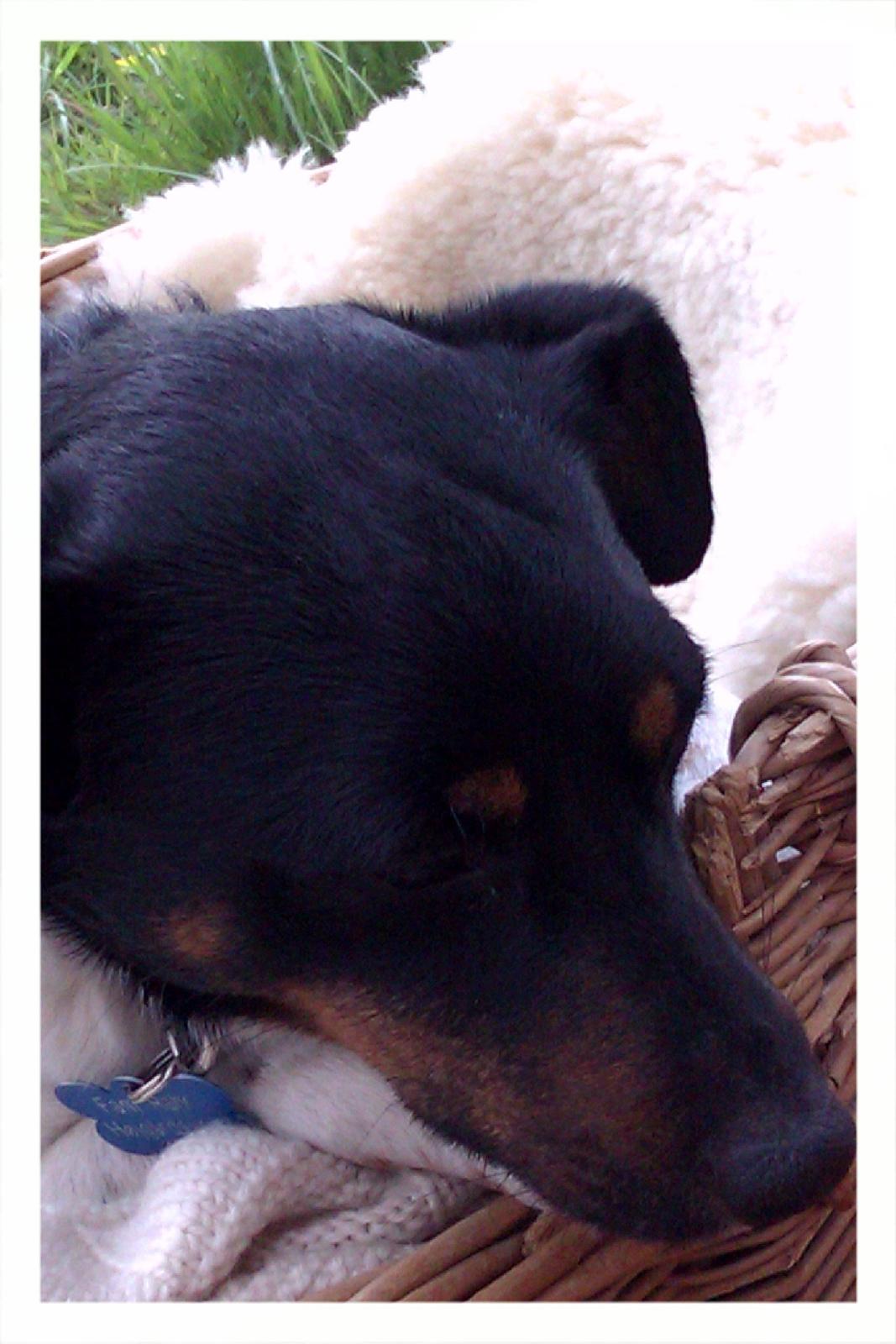 Dansk svensk gaardhund Pælle you and me 4 ever - Puuhh det var en hård spring-tur idag  billede 14