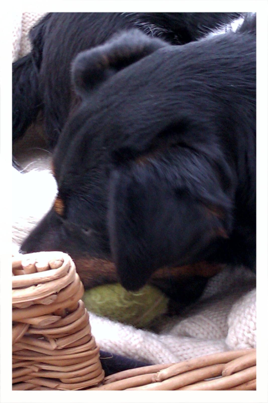 Dansk svensk gaardhund Pælle you and me 4 ever - :) i love you pølsen !!!!! billede 15