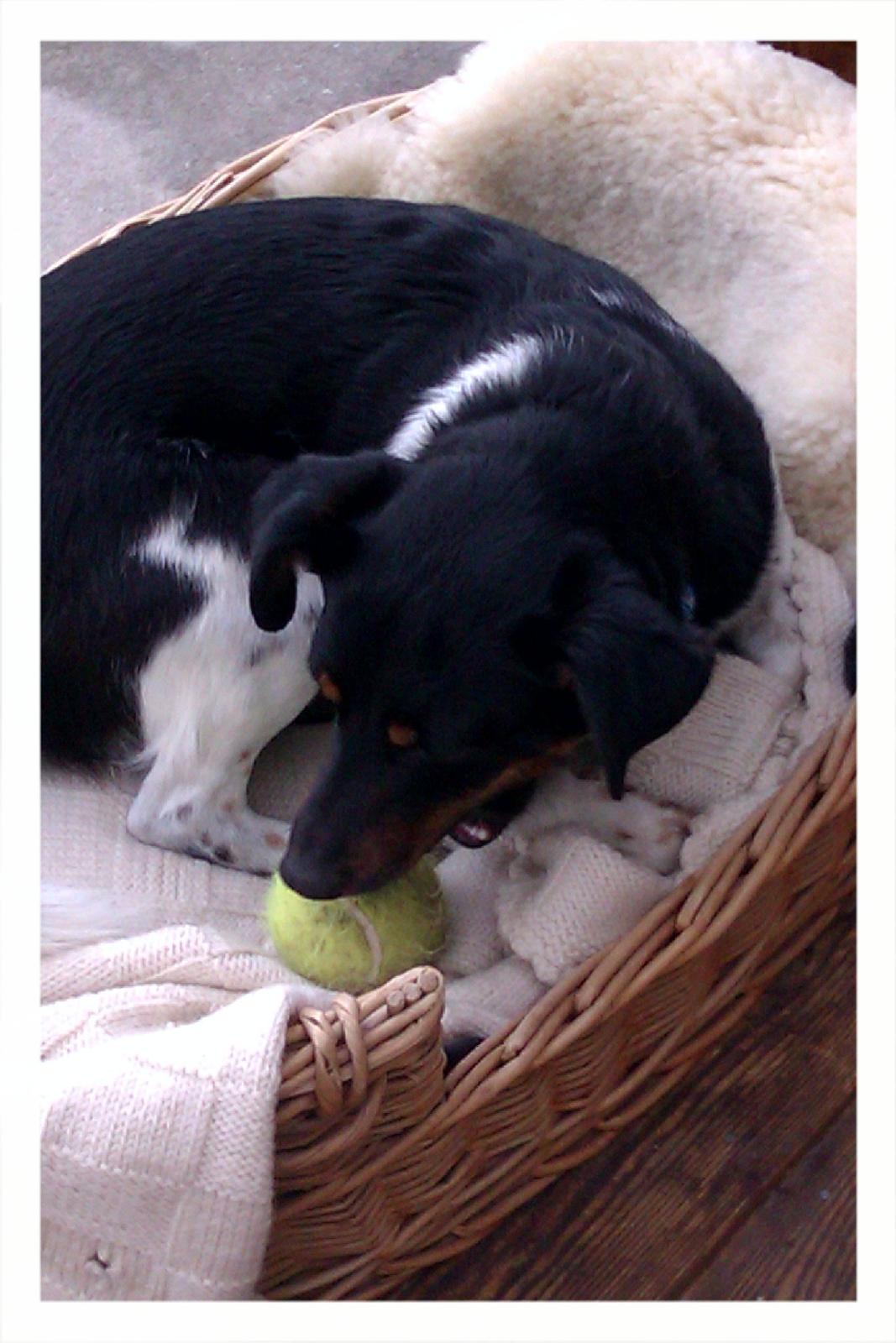 Dansk svensk gaardhund Pælle you and me 4 ever - Jeg eeeeeeeeellsssskkkereeer de bolde der :)) billede 16