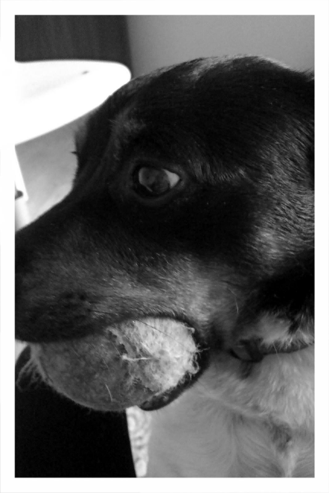 Dansk svensk gaardhund Pælle you and me 4 ever - BOLDE BOLDE BOLDE BOLDE BOLDE JJAAAAAHUUU billede 17