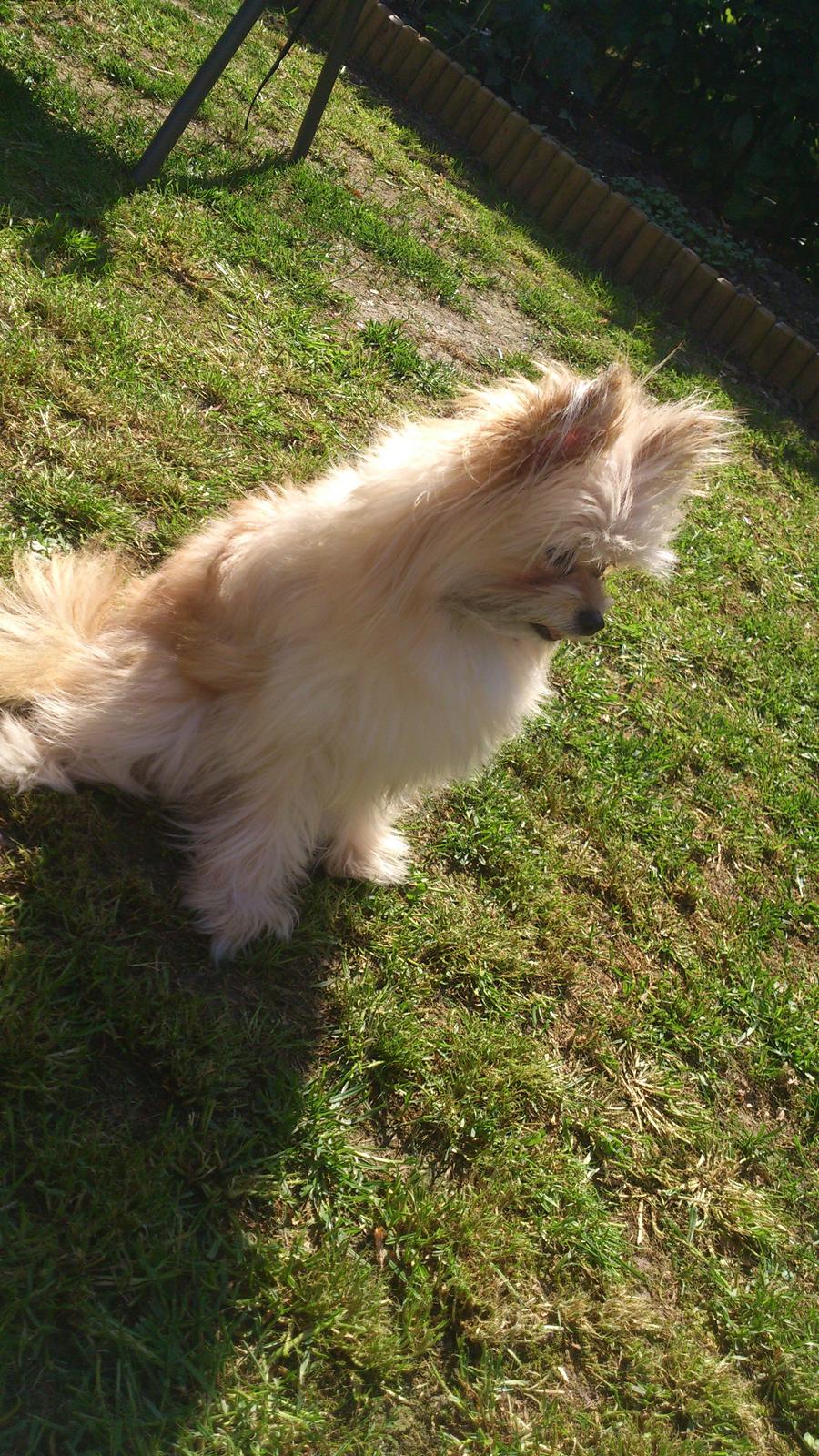 Blanding af racer Castell billede 13