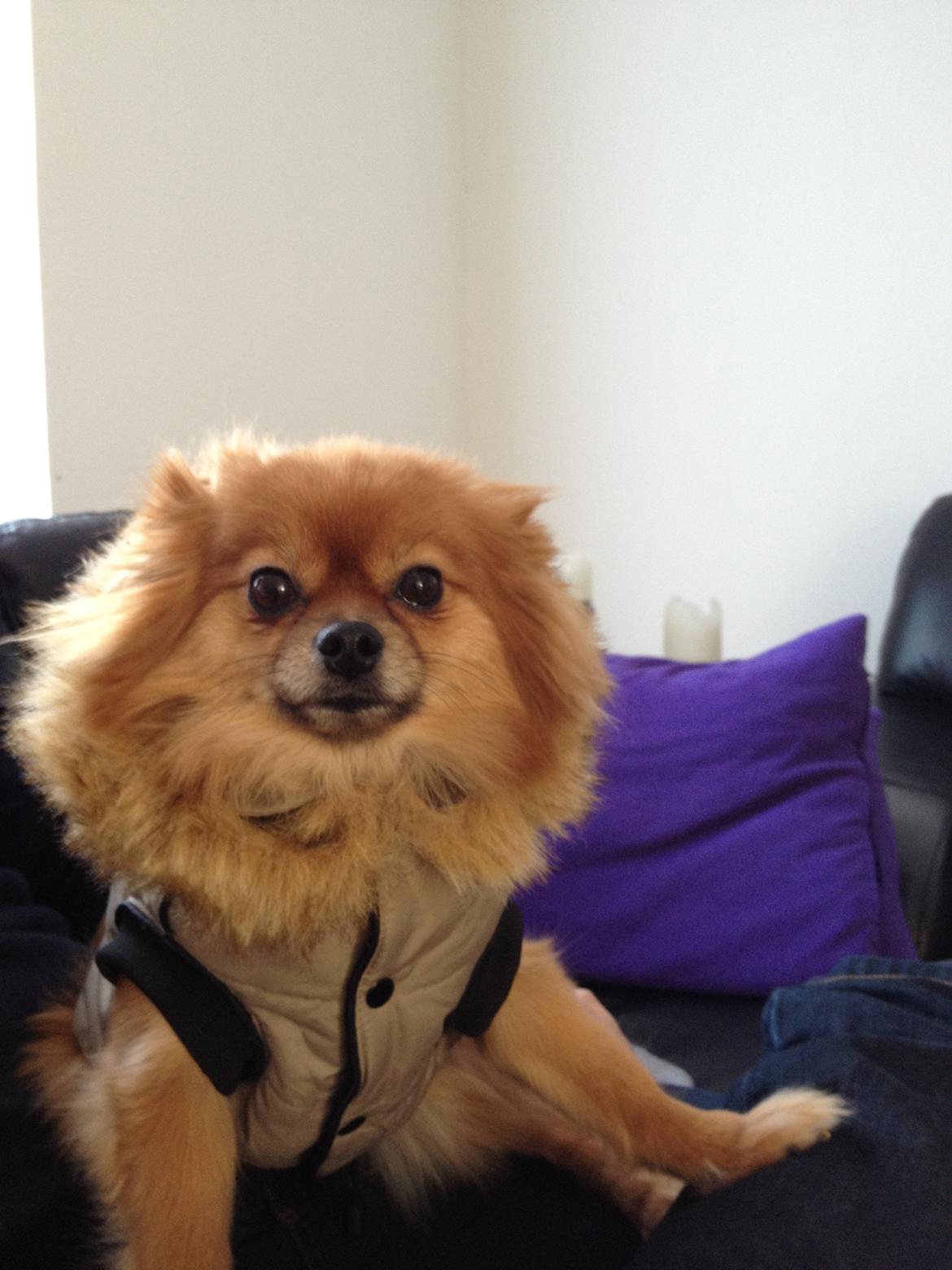 Pomeranian Coco billede 9