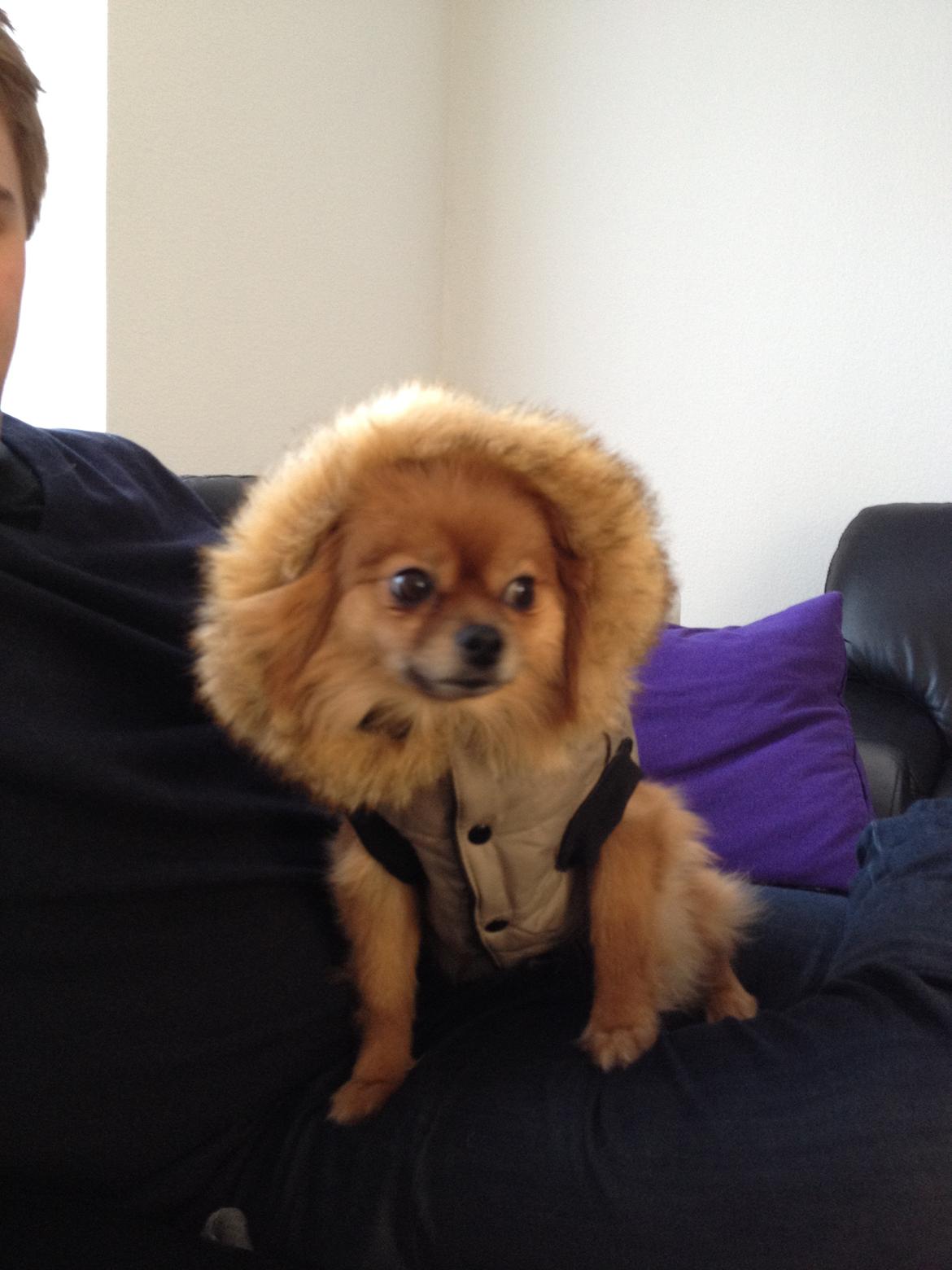 Pomeranian Coco billede 8