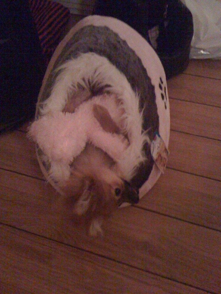 Pomeranian Coco billede 2