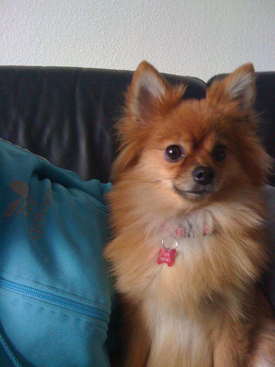 Pomeranian Coco billede 1