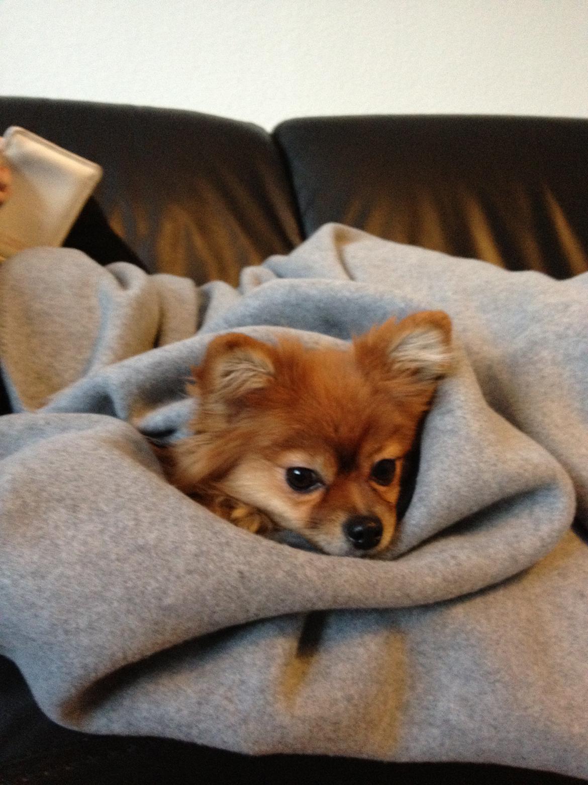 Pomeranian Coco billede 11