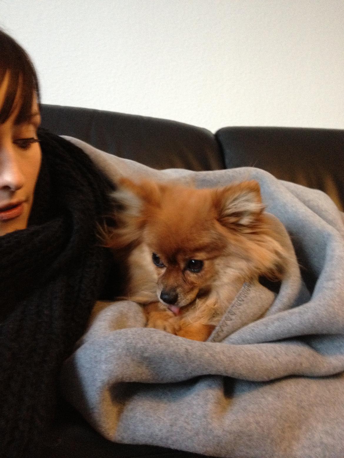 Pomeranian Coco billede 10