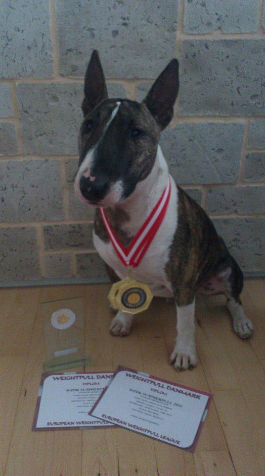 Bullterrier miniature Louie billede 1