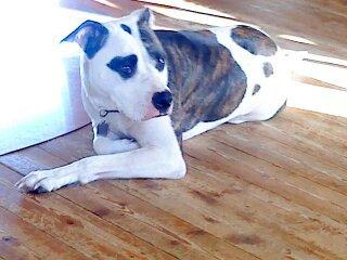 Blanding af racer Fie billede 9