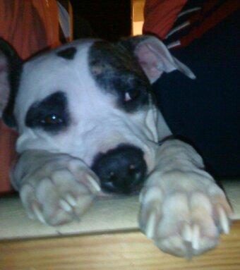 Blanding af racer Fie billede 10