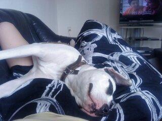 Blanding af racer Fie billede 11