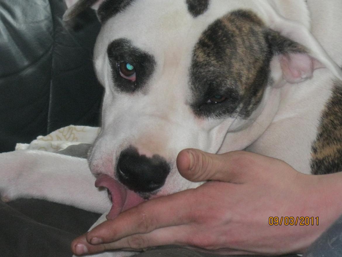 Blanding af racer Fie billede 12