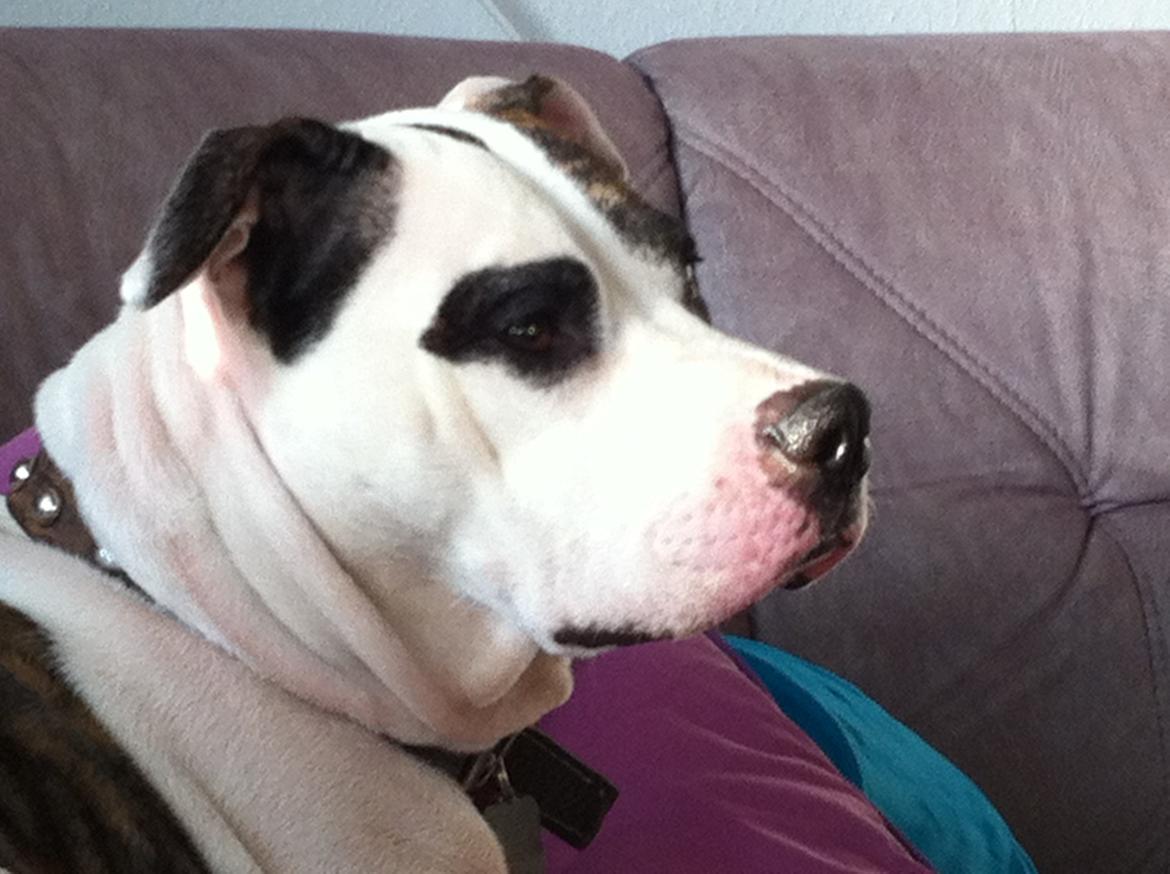 Blanding af racer Fie billede 13