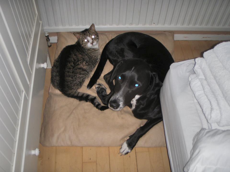 Blanding af racer Chico - Chico og tykke Frede var super gode venner inden Frede blev aflivet... billede 7