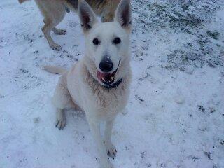 Hvid schæfer Kanto.. billede 7