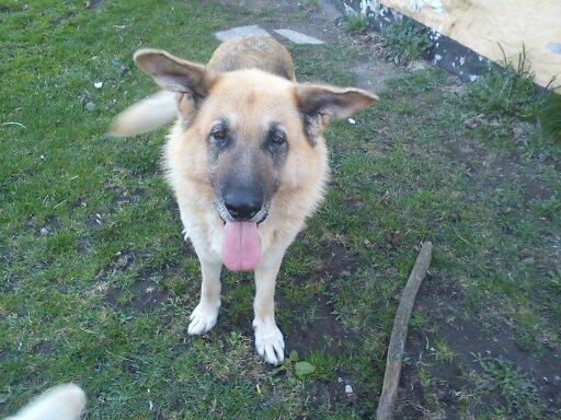 Blanding af racer scooby billede 12