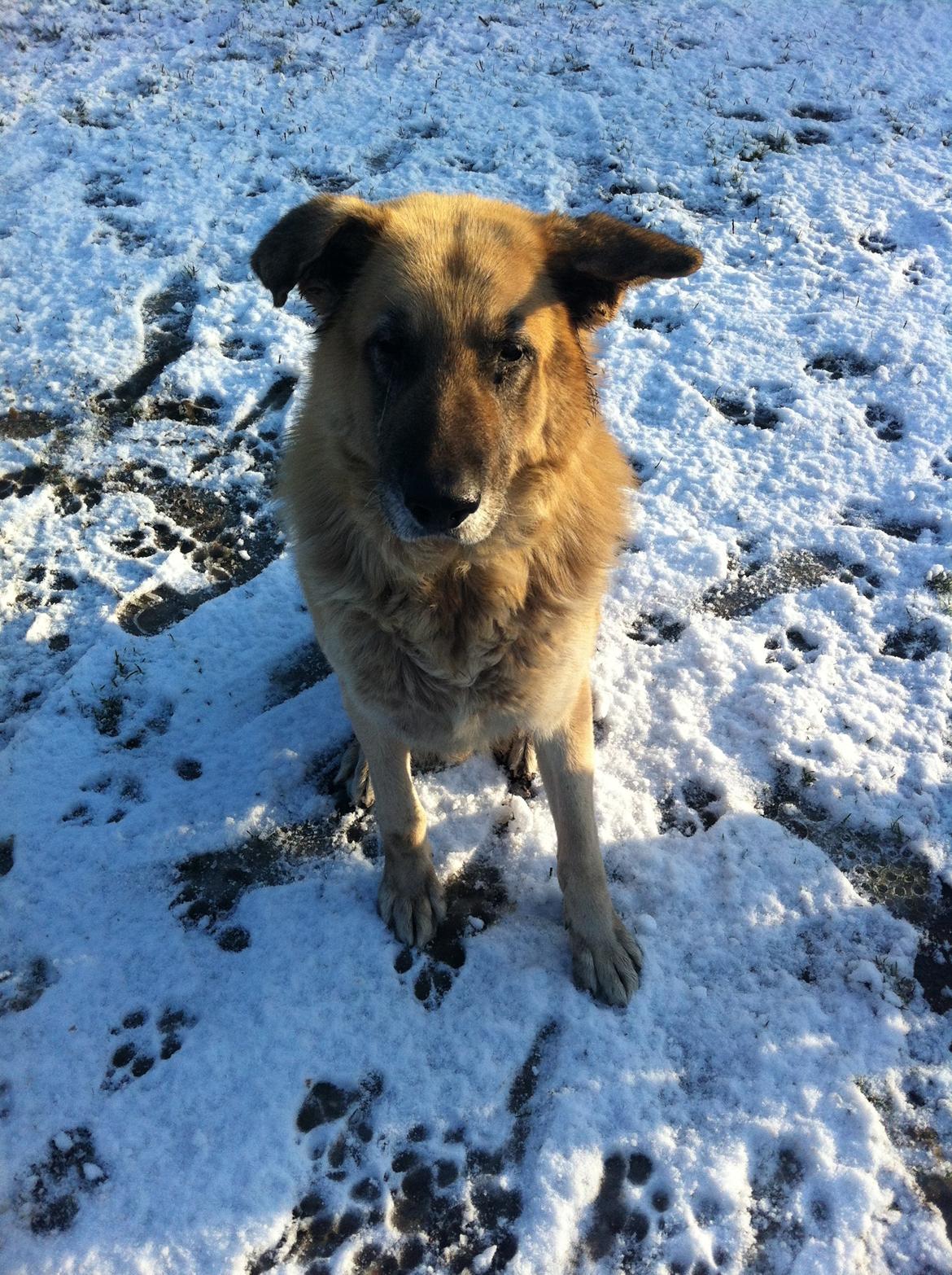 Blanding af racer scooby billede 13