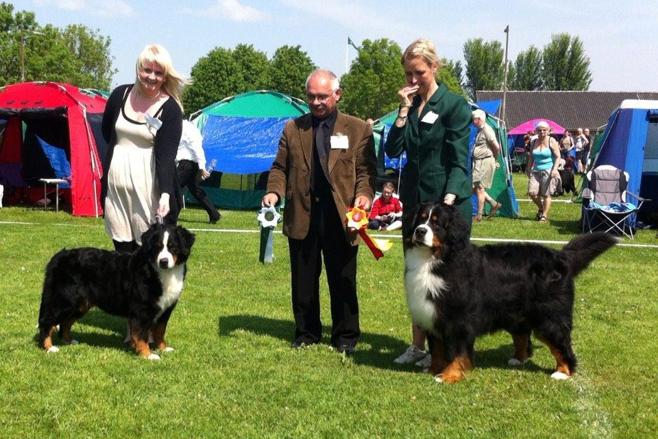 Berner sennenhund BAILEY HIMMELHUND <3 - Bailey til venstre som BIM og Eskil som er far til vores første kuld til højre som BIR billede 2