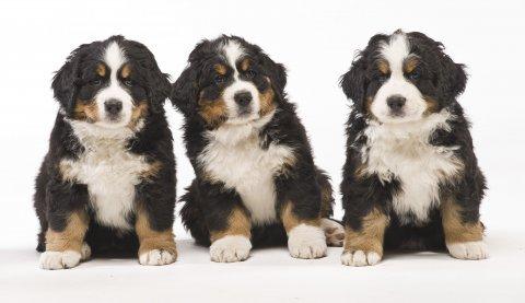 Berner sennenhund BAILEY HIMMELHUND <3 - Vores 3 hvalpe fra vores AQUA-Kuld billede 3