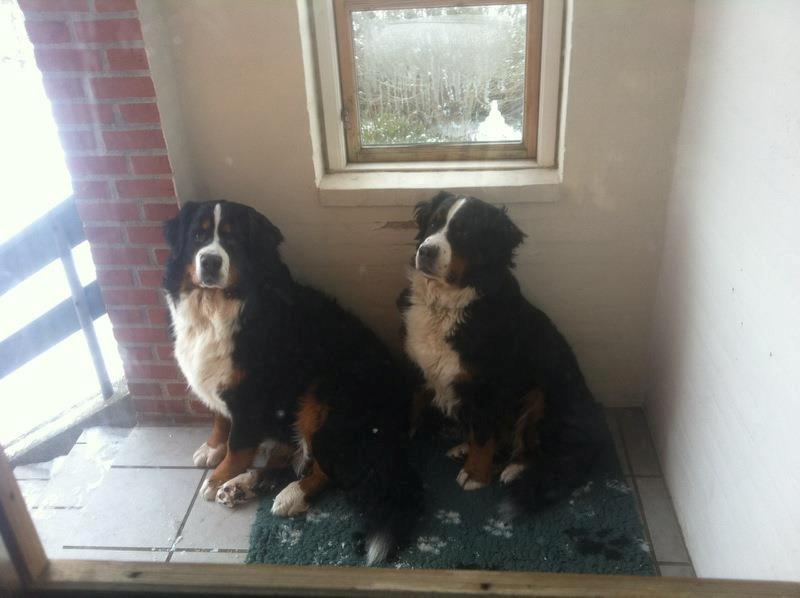 Berner sennenhund BAILEY HIMMELHUND <3 - Mor og datter... Bailey der er den lille :-) billede 4