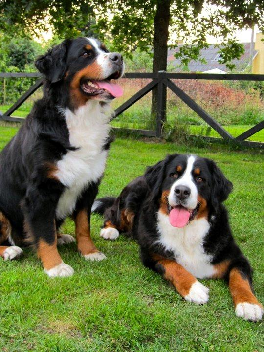 Berner sennenhund BAILEY HIMMELHUND <3 - Bailey og Kahlua billede 5