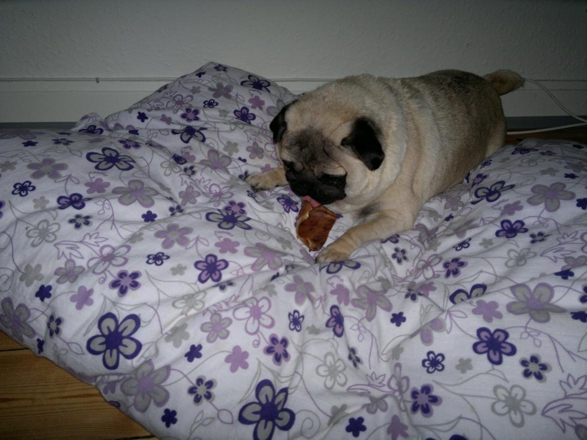 Mops Oscar billede 11