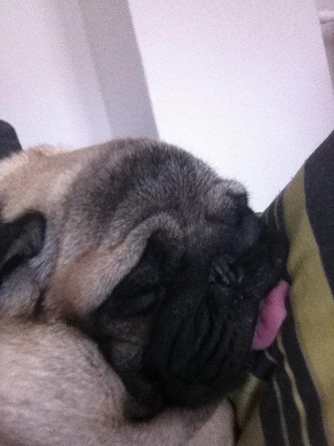 Mops Oscar billede 12