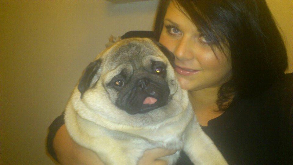 Mops Oscar billede 13