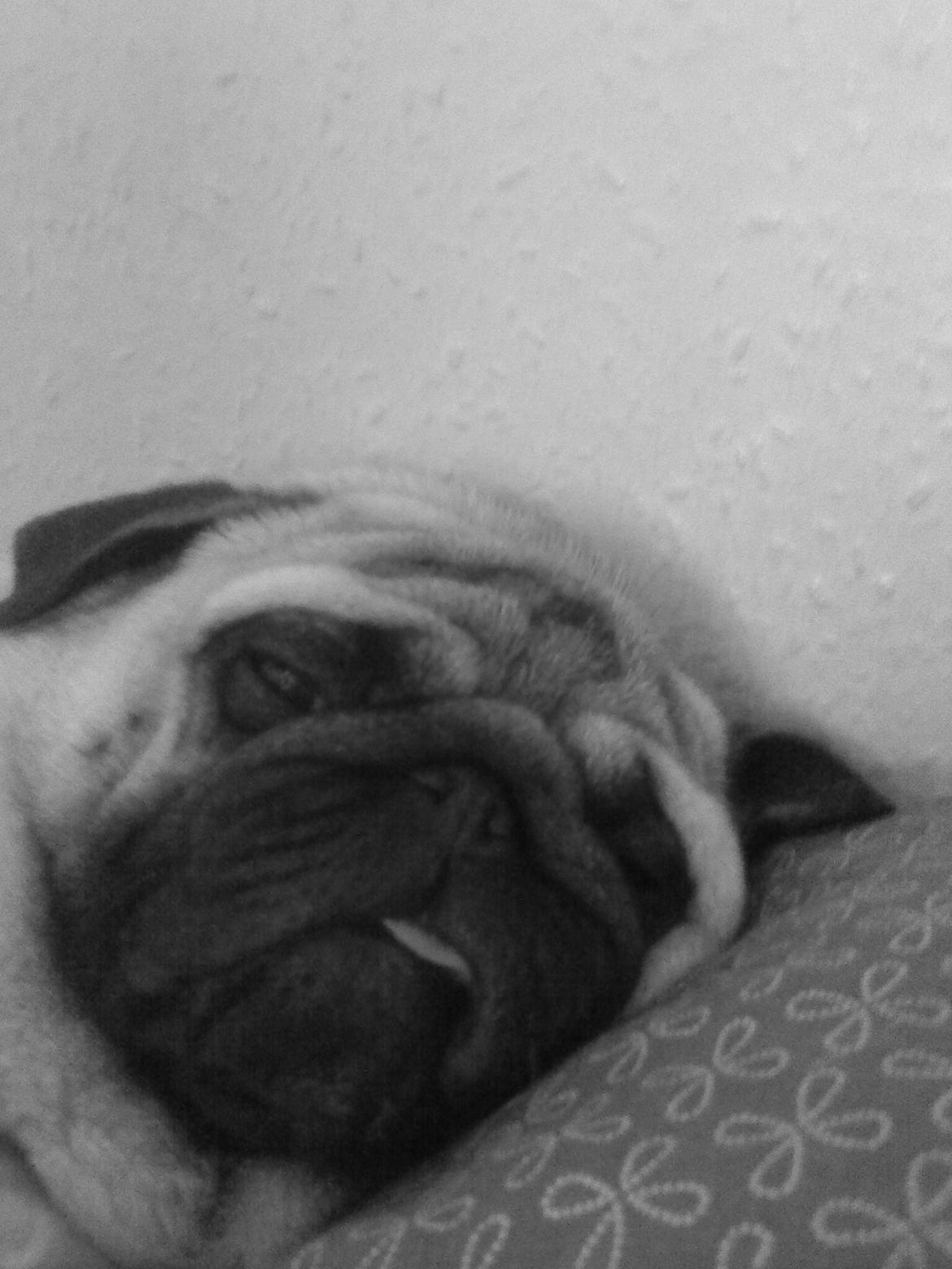 Mops Oscar billede 14