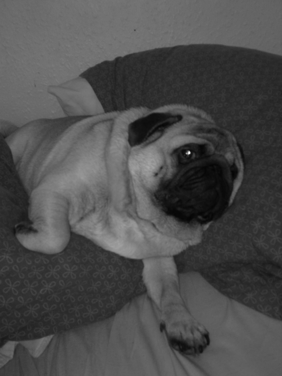 Mops Oscar billede 15