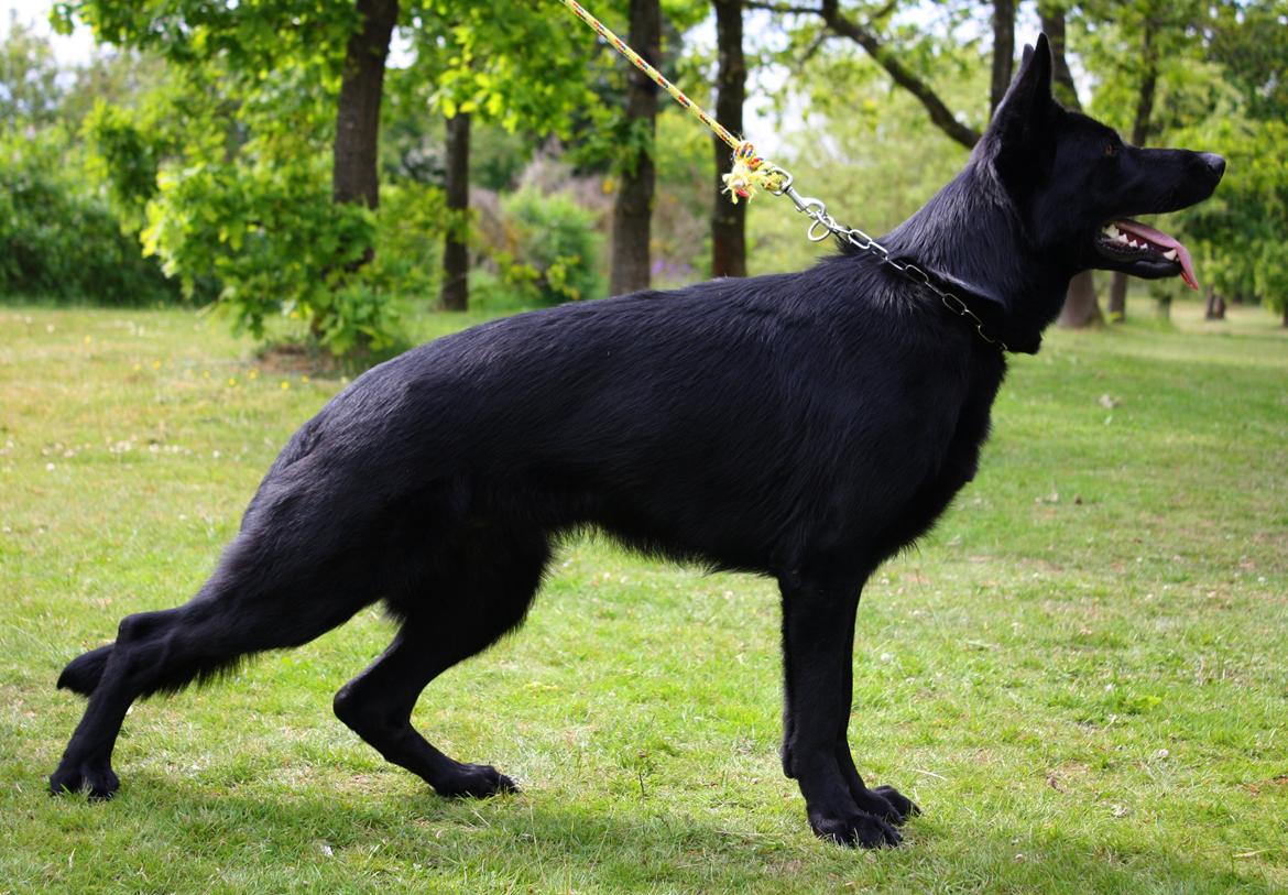 Schæferhund Cartagena Luna - Stand billede 2