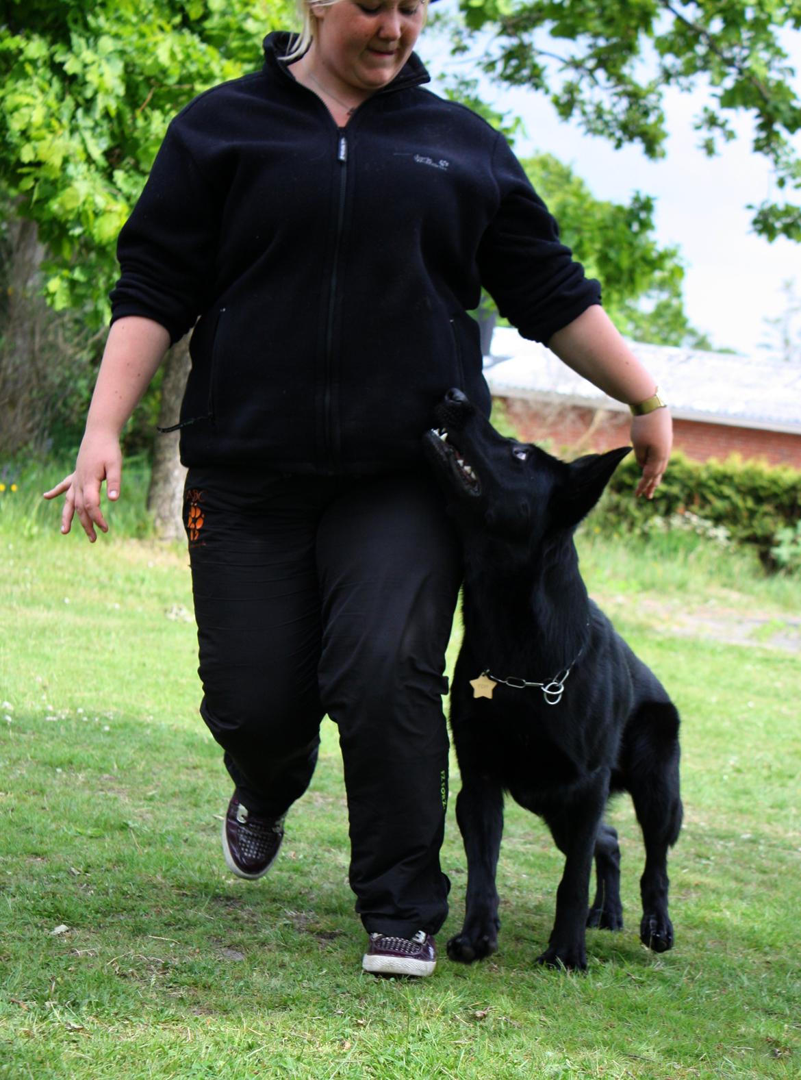 Schæferhund Cartagena Luna billede 3