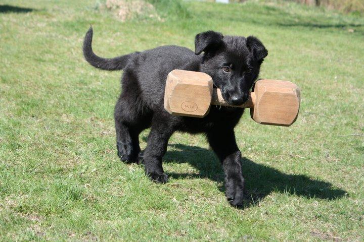 Schæferhund Cartagena Luna billede 4