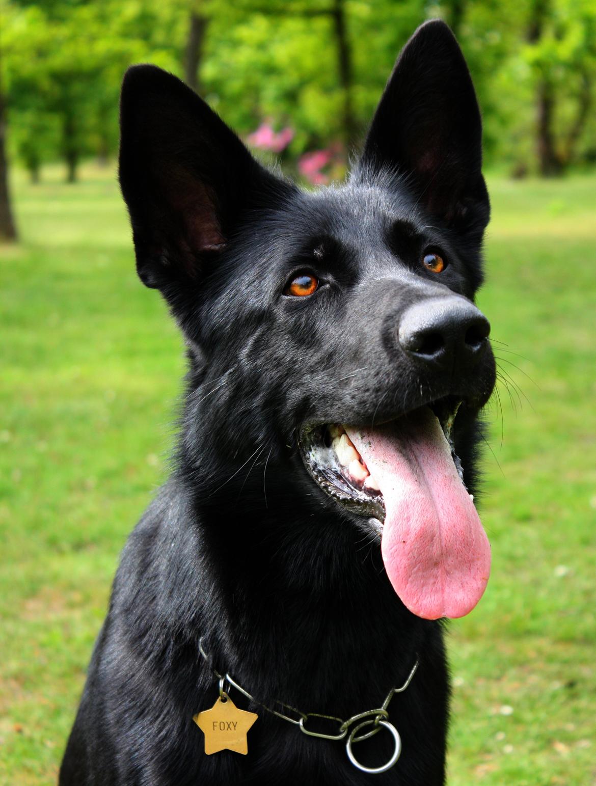 Schæferhund Cartagena Luna - Cover girl (; billede 1